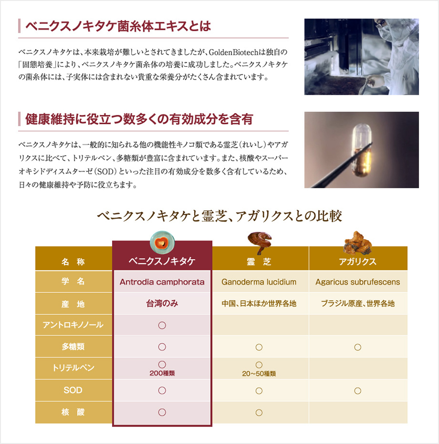 ベニクスノキタケ